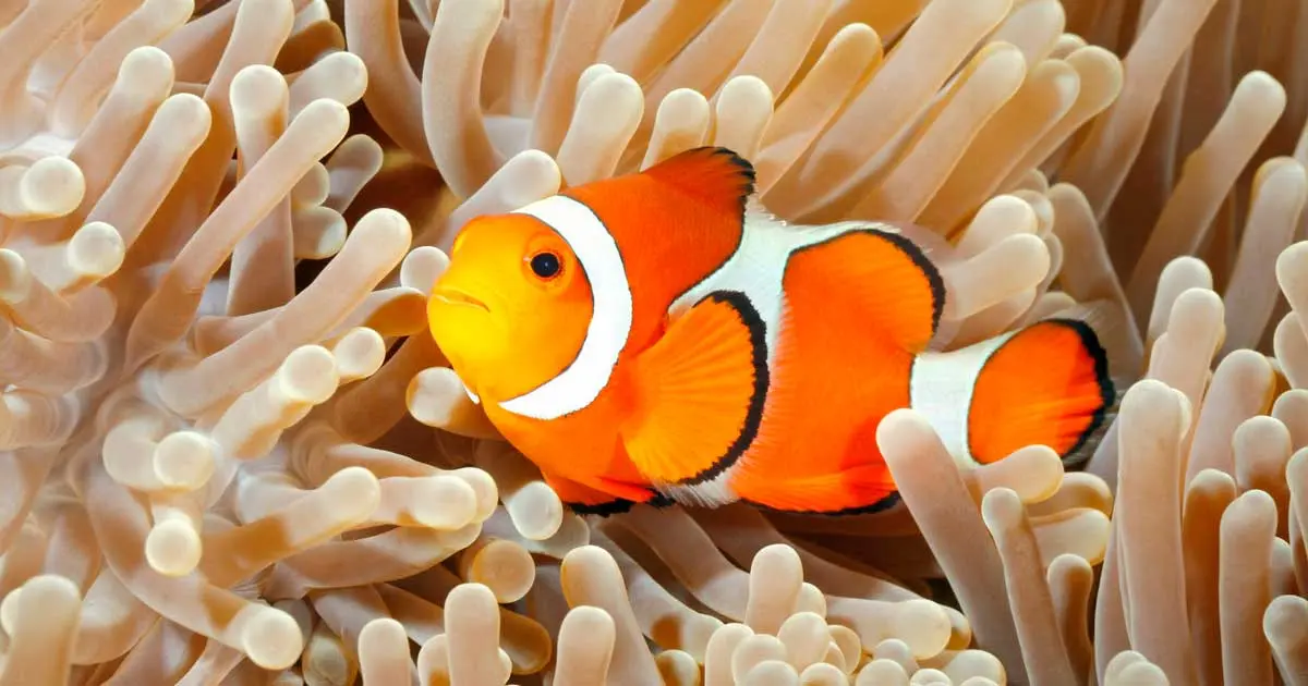 clownfish in sea anemone