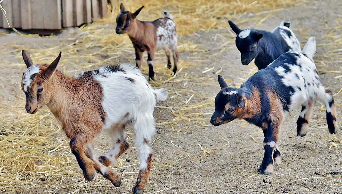 colored goats running together