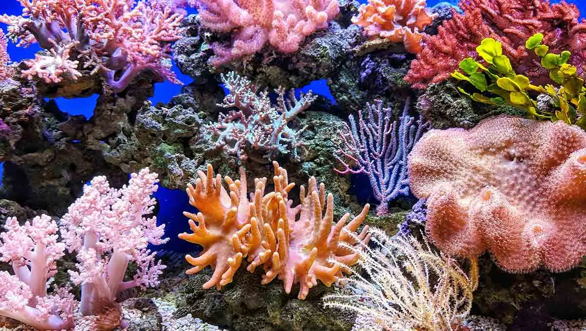 colorful coral reefs