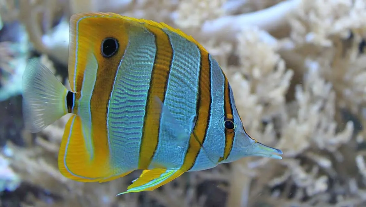 colorful fish swimming