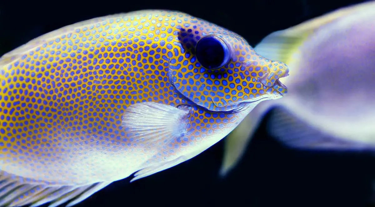 colorful fish teeth