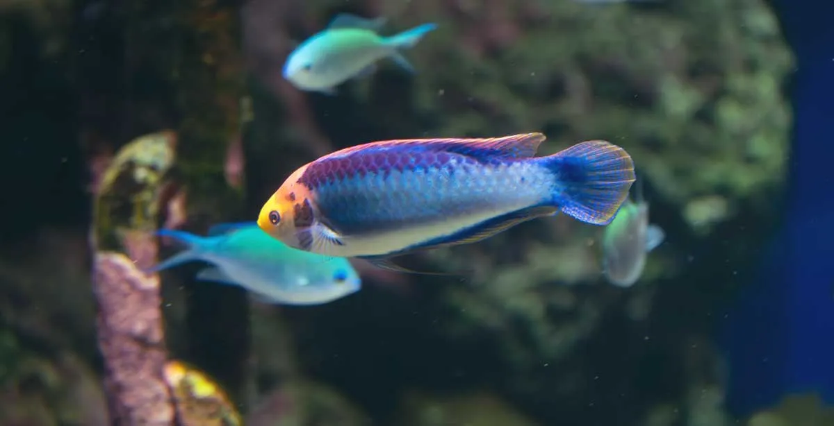 colorful fish