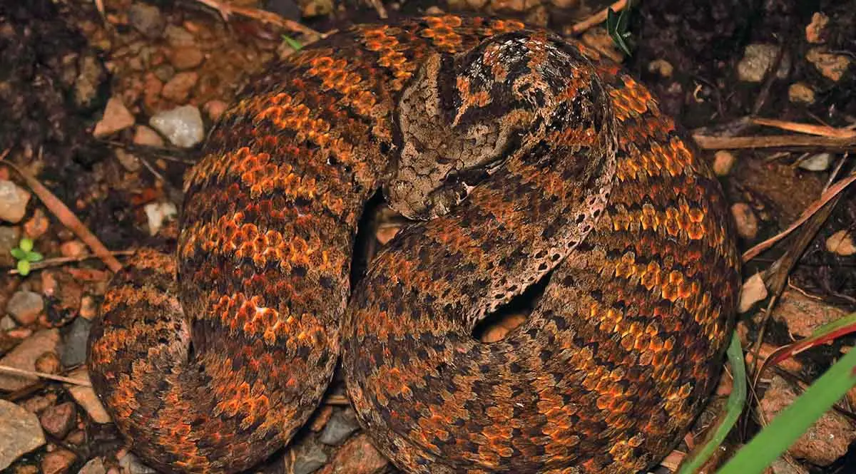 common death adder