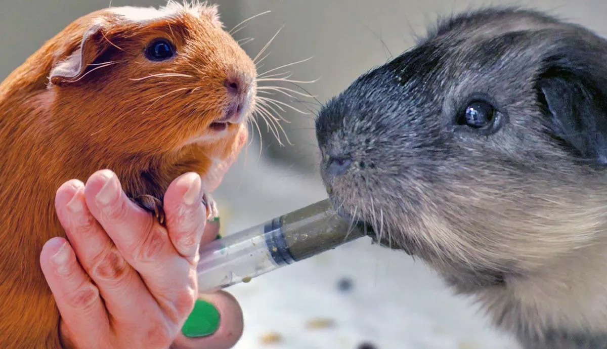 common health issues guinea pigs