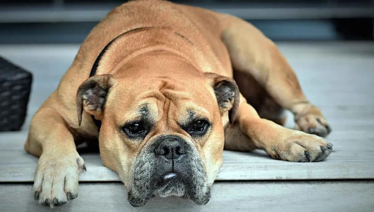continental bulldog lay down on porch looking bored