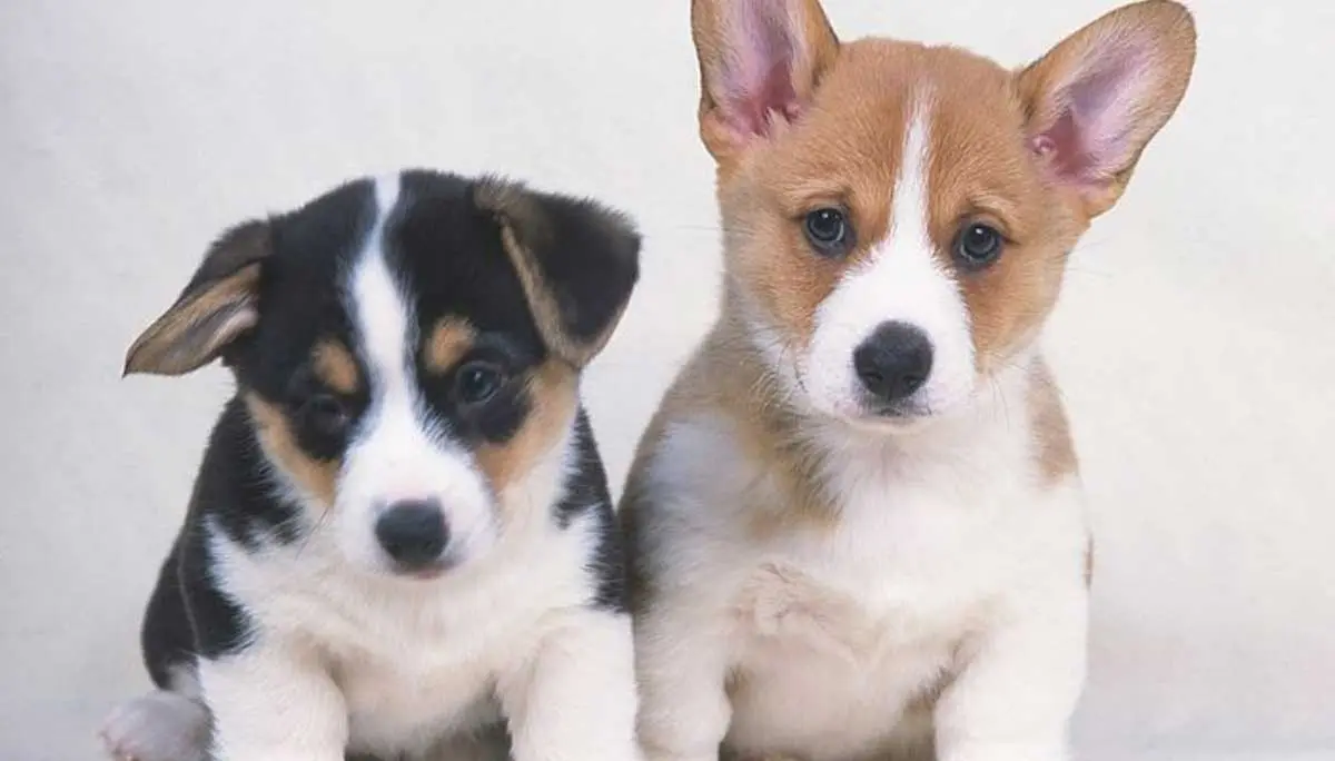 corgi puppies