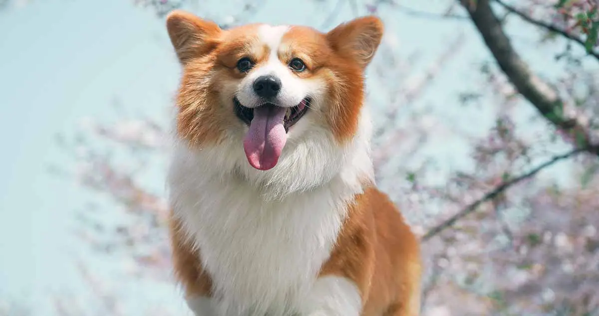 corgi