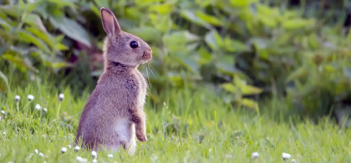 cottontail rabbit