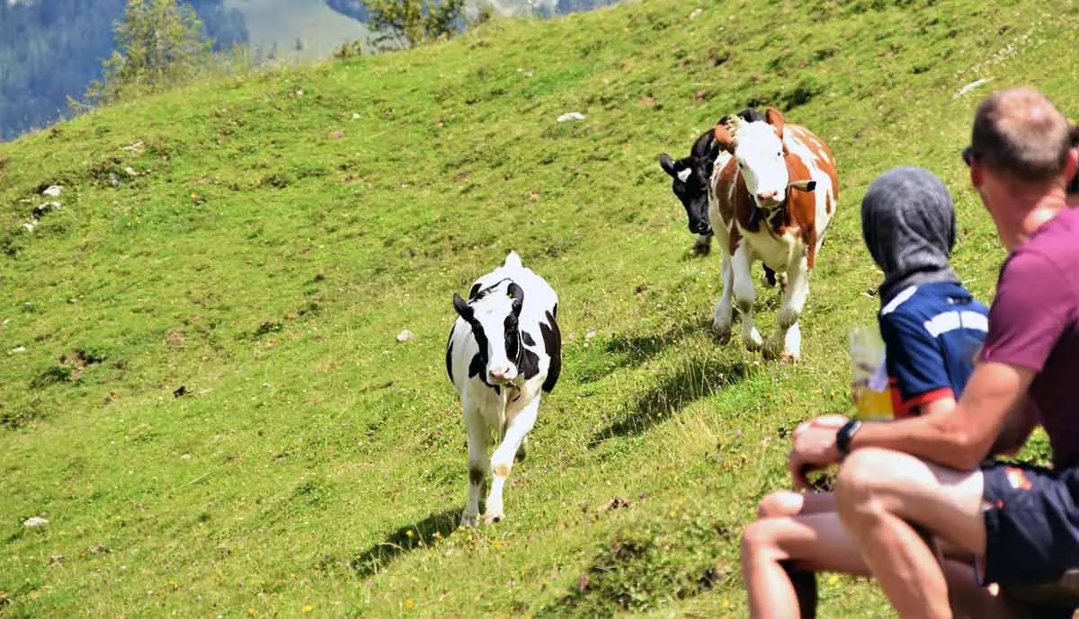 cows running towards people