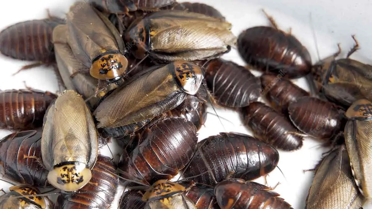 crawling cockroaches close up view