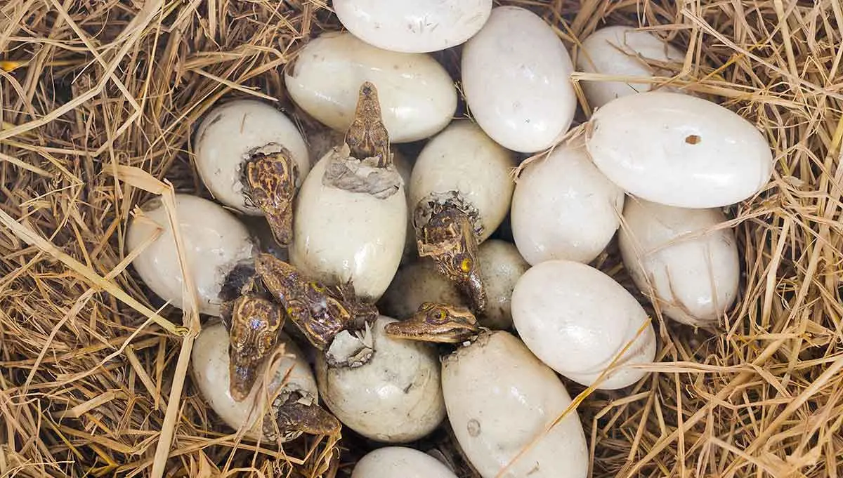 crocodile eggs