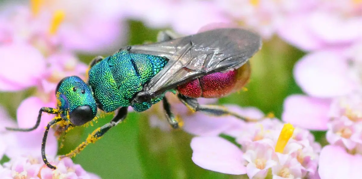 cuckoo bee