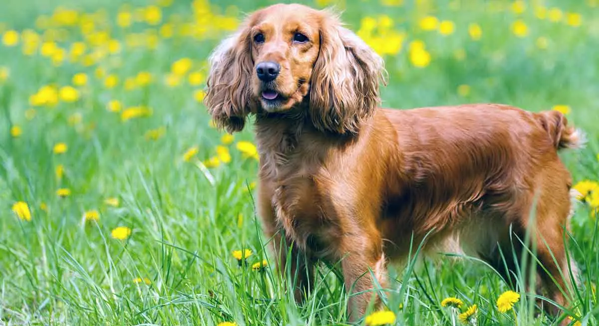 cute cocker spaniel standing in green grass