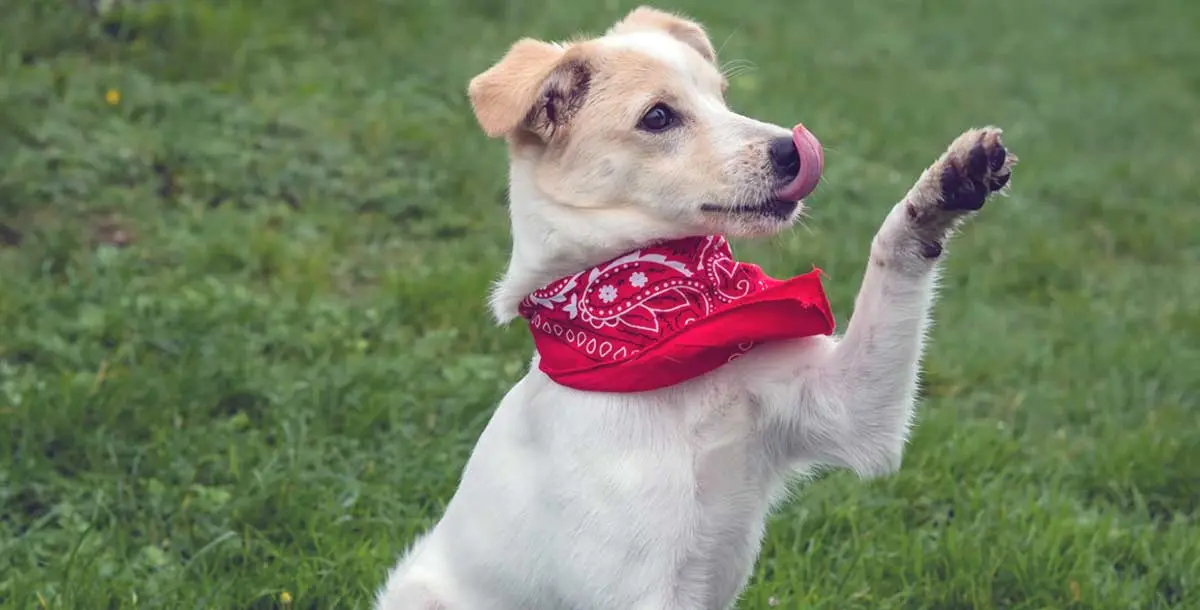 cute mutt puppy tricks