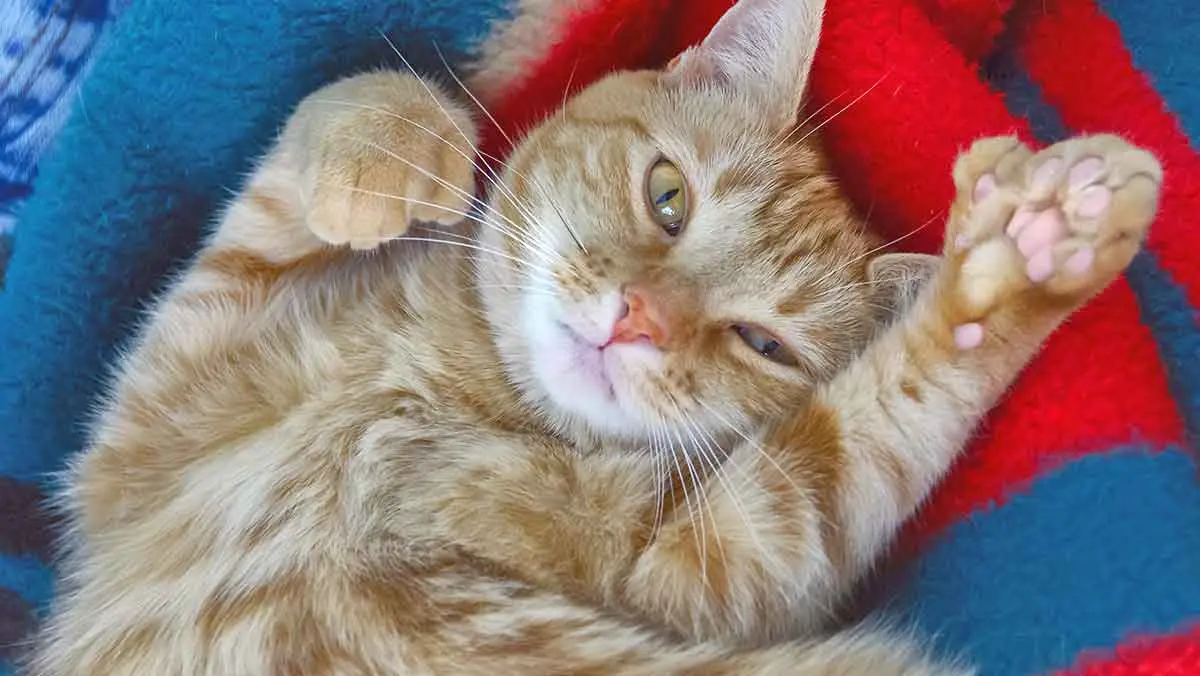 cute orange polydactyl cat looking at camera freakypet.com