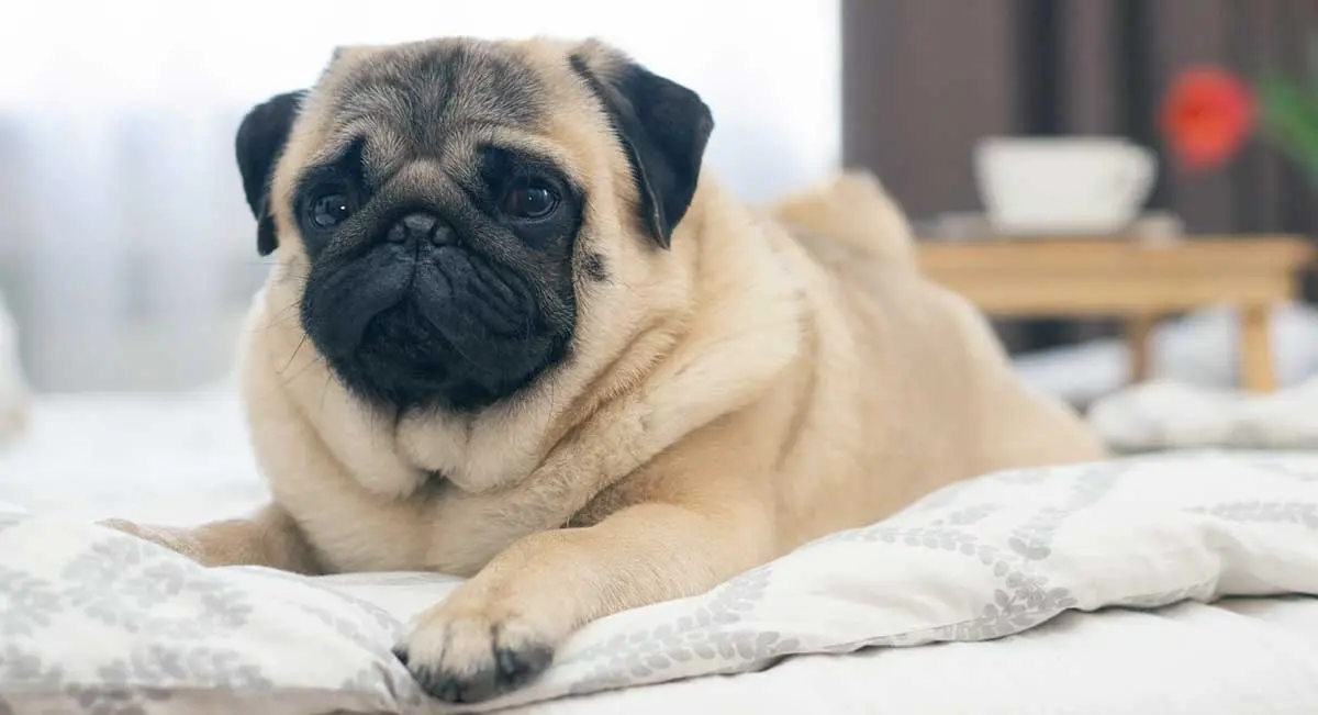 cute pug laying on blanket inside