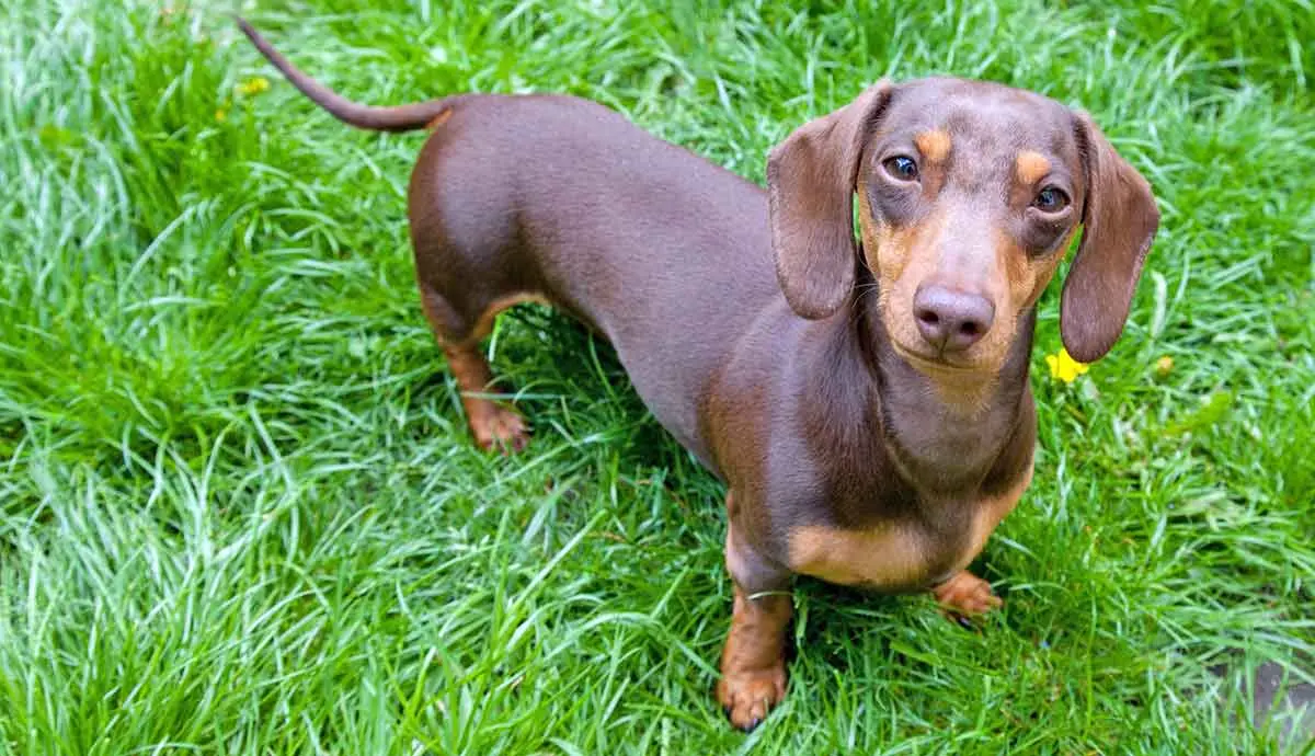 dachshund dog breed