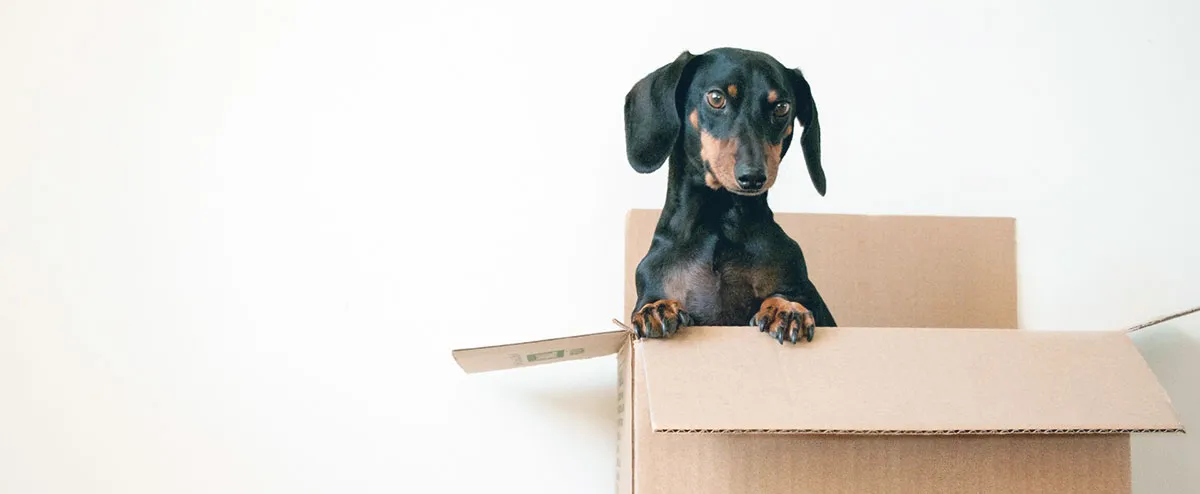 dachshund puppy standing in box