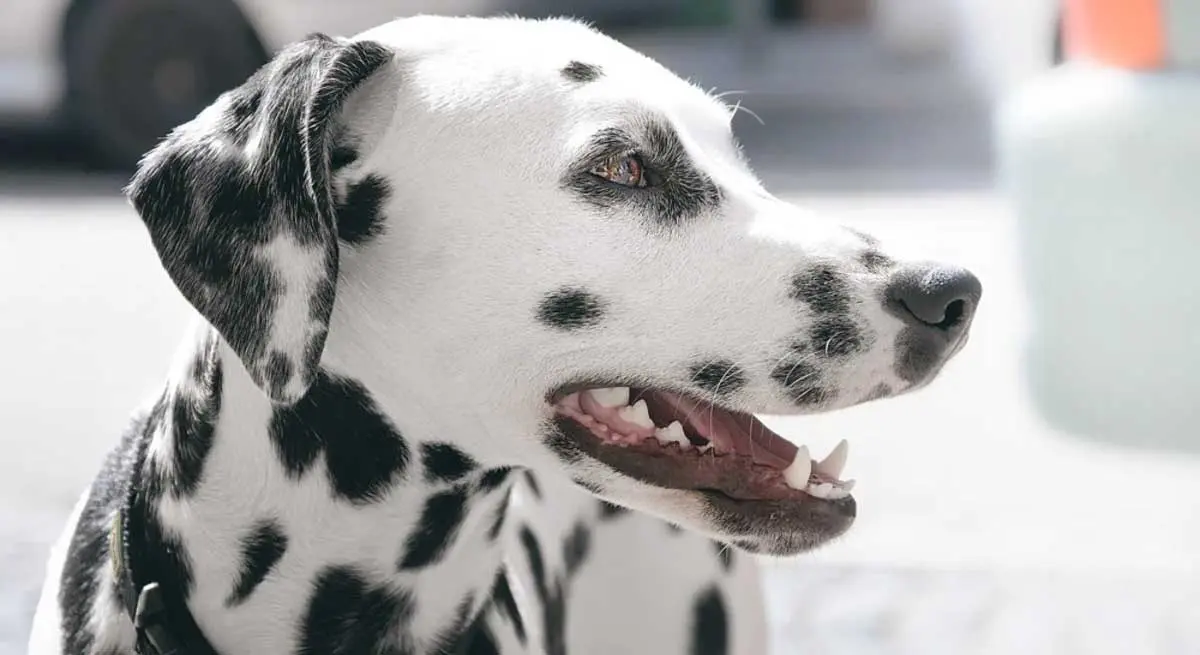 dalmatian panting