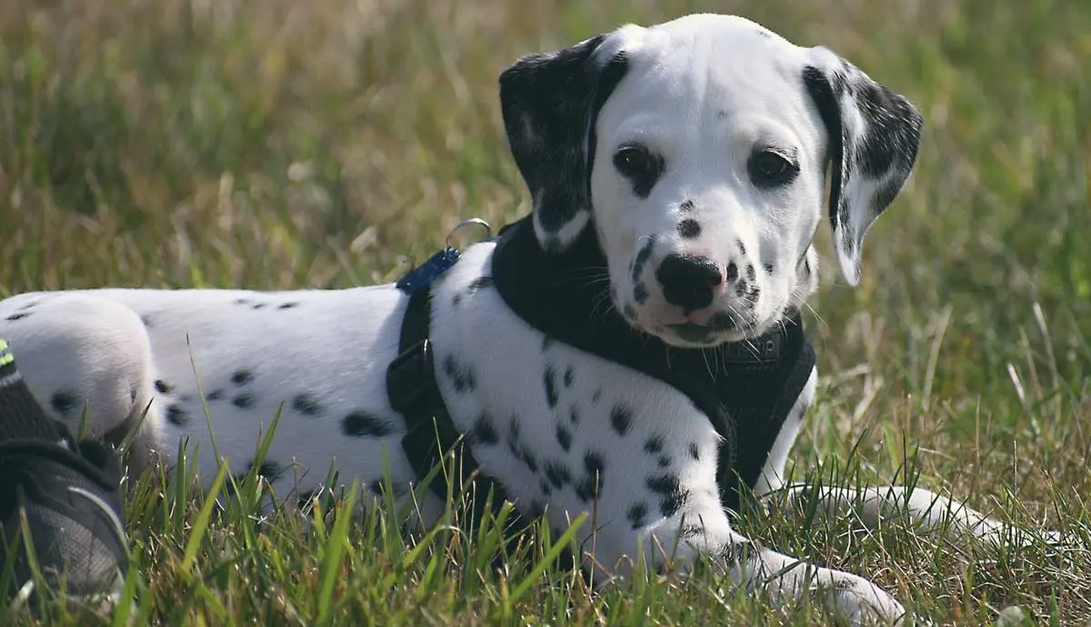 dalmatian puppy wearing black harness