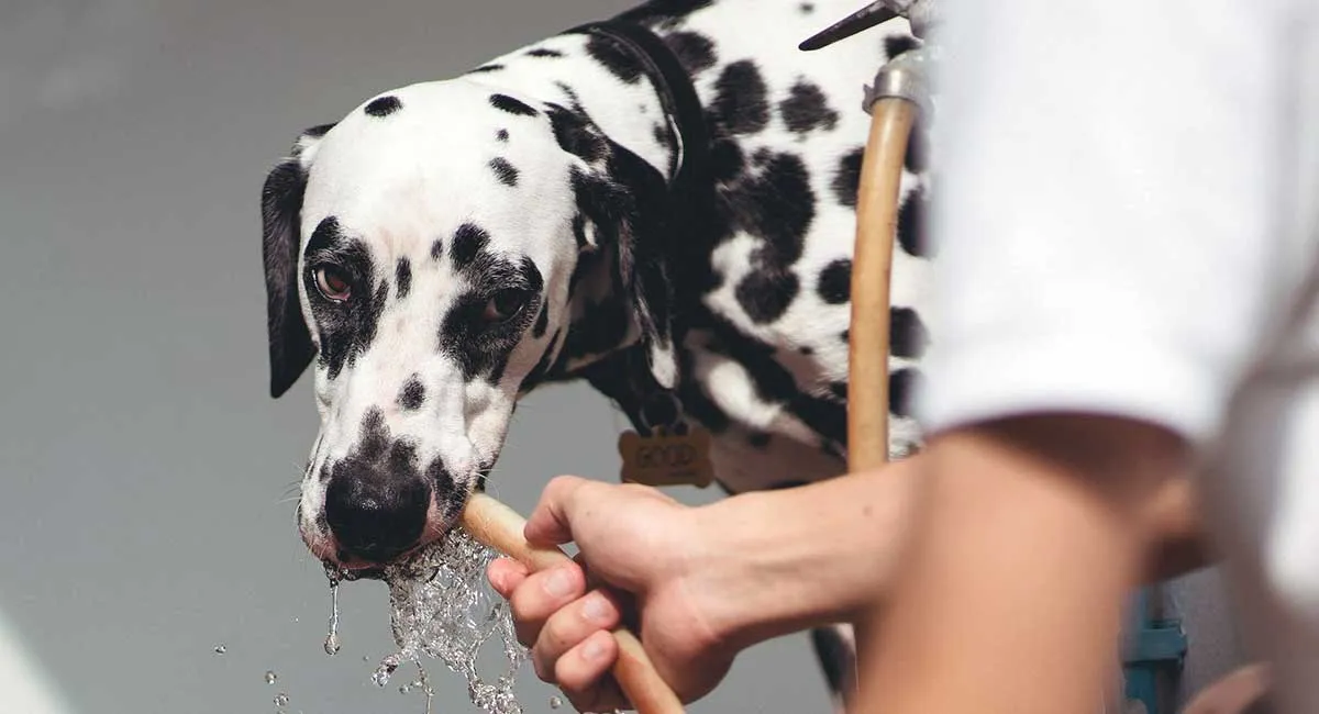 dalmation dog drinking from hose