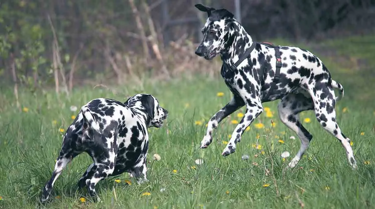 dalmations playing in grass