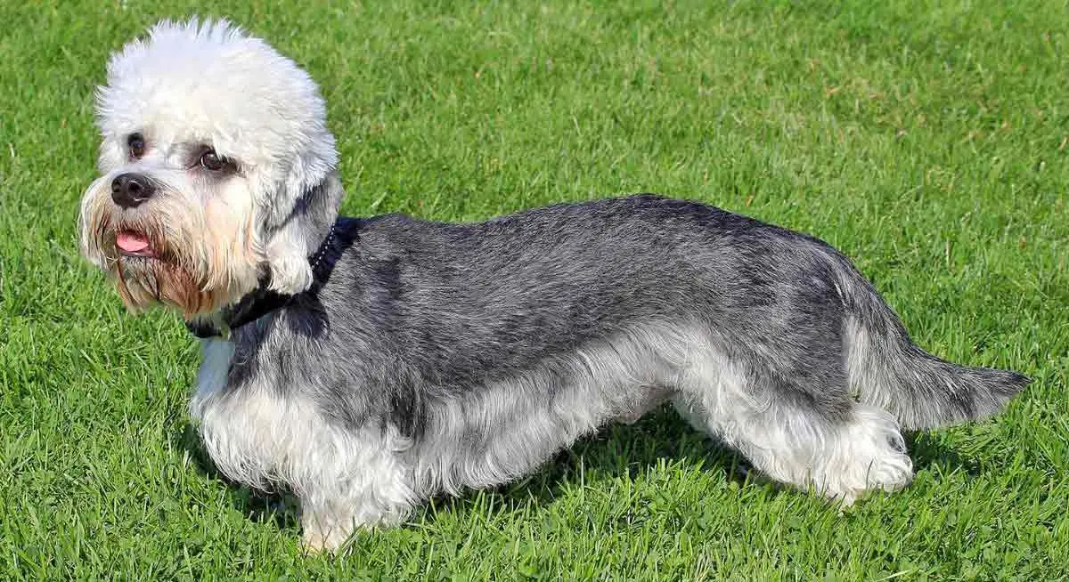 dandy dinmont terrier