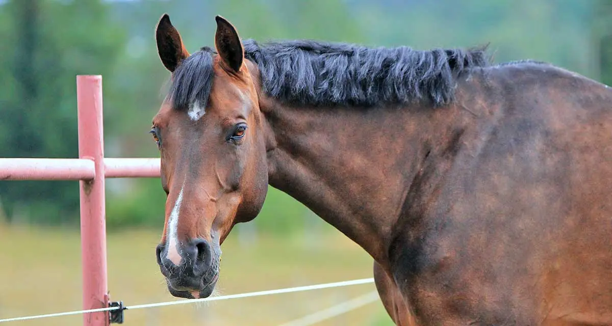 dappled bay warmblood horse 