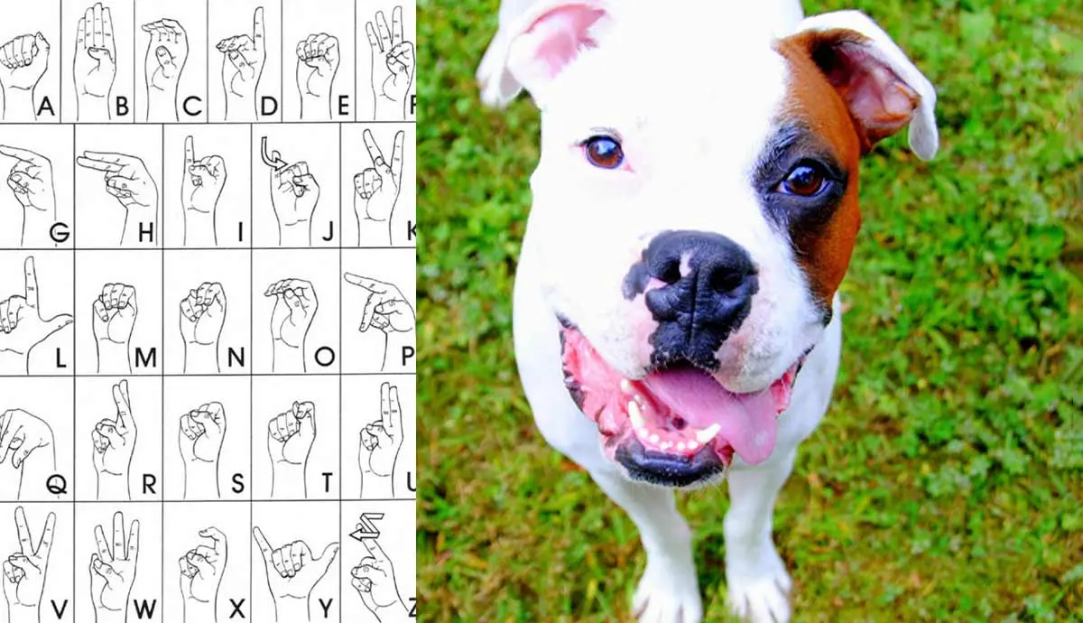 deaf dog asl printable deafdogsrock.com