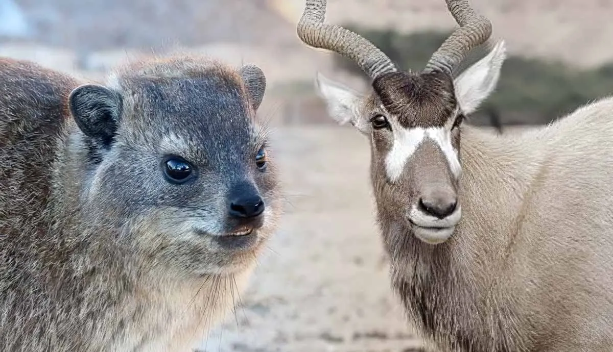 desert animals you did not know existed