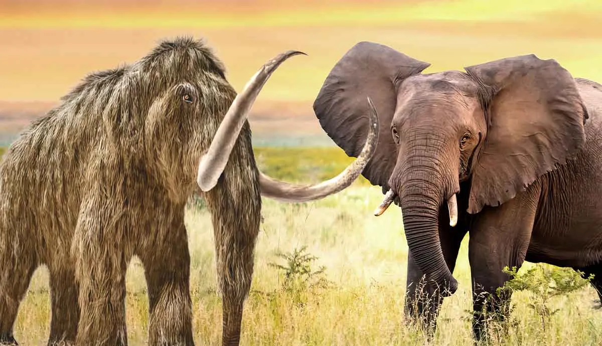 difference between elephant mammoth