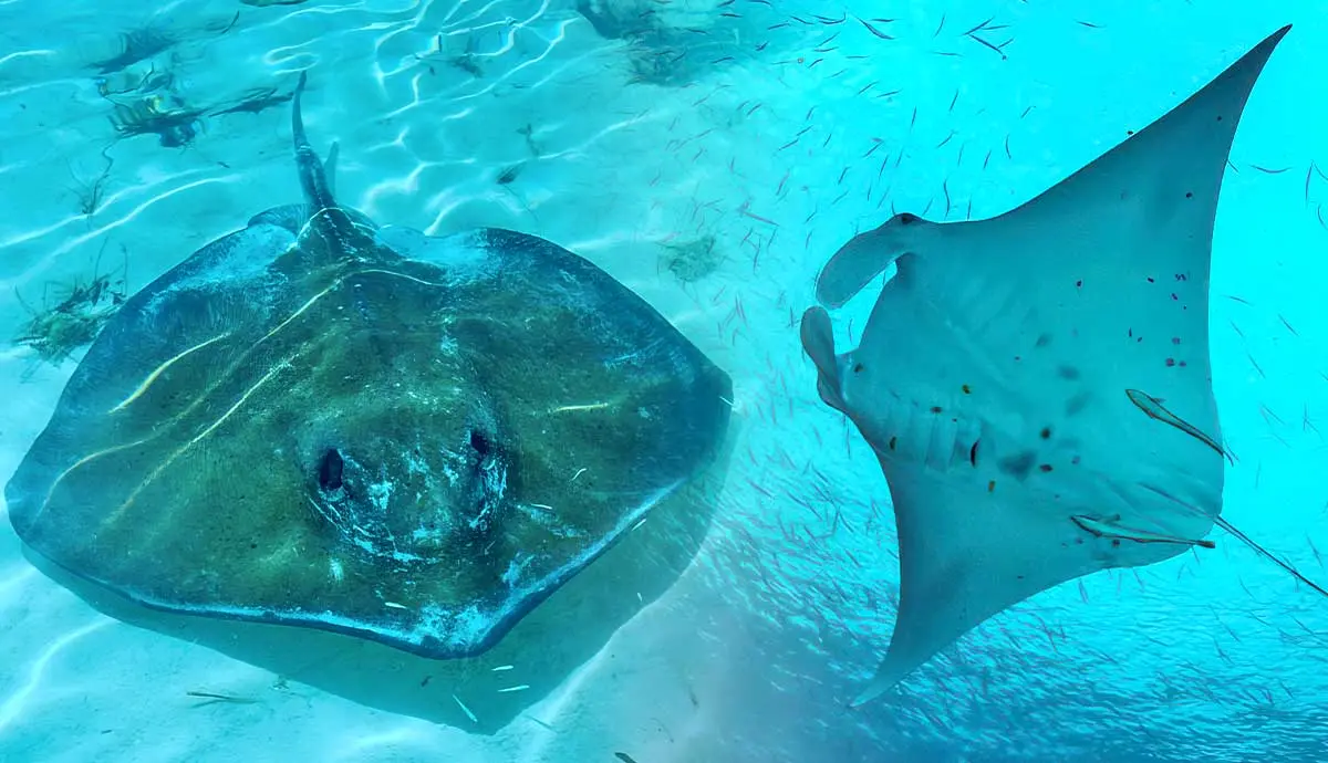 differences stingrays mantas