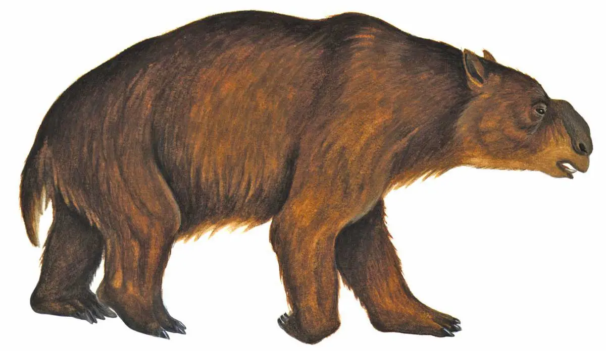 diprotodon ancient wombat giant marsupial