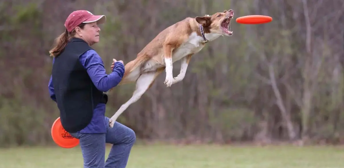 disc dog challenge dog jumping