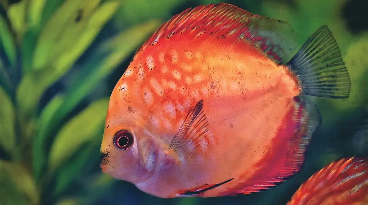 discus fish