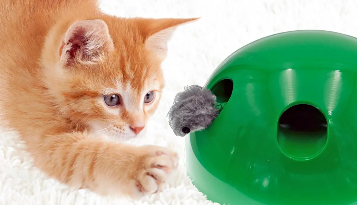 diy cat toys when playing on a budget