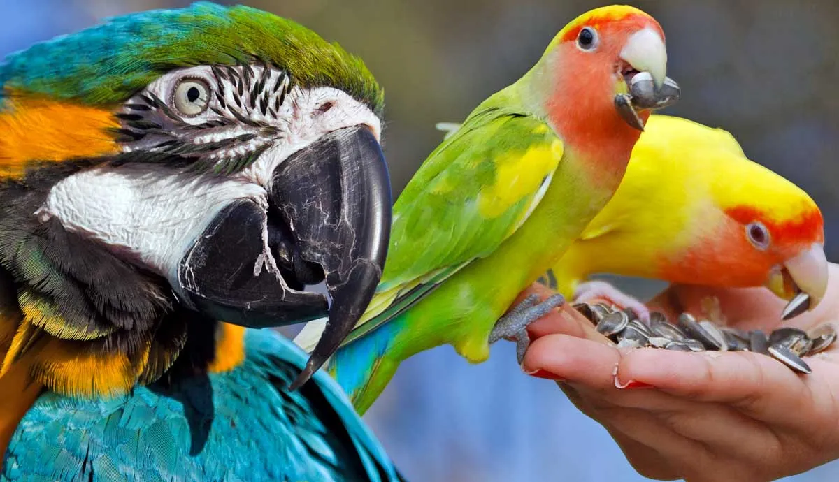 do parrots make good pets