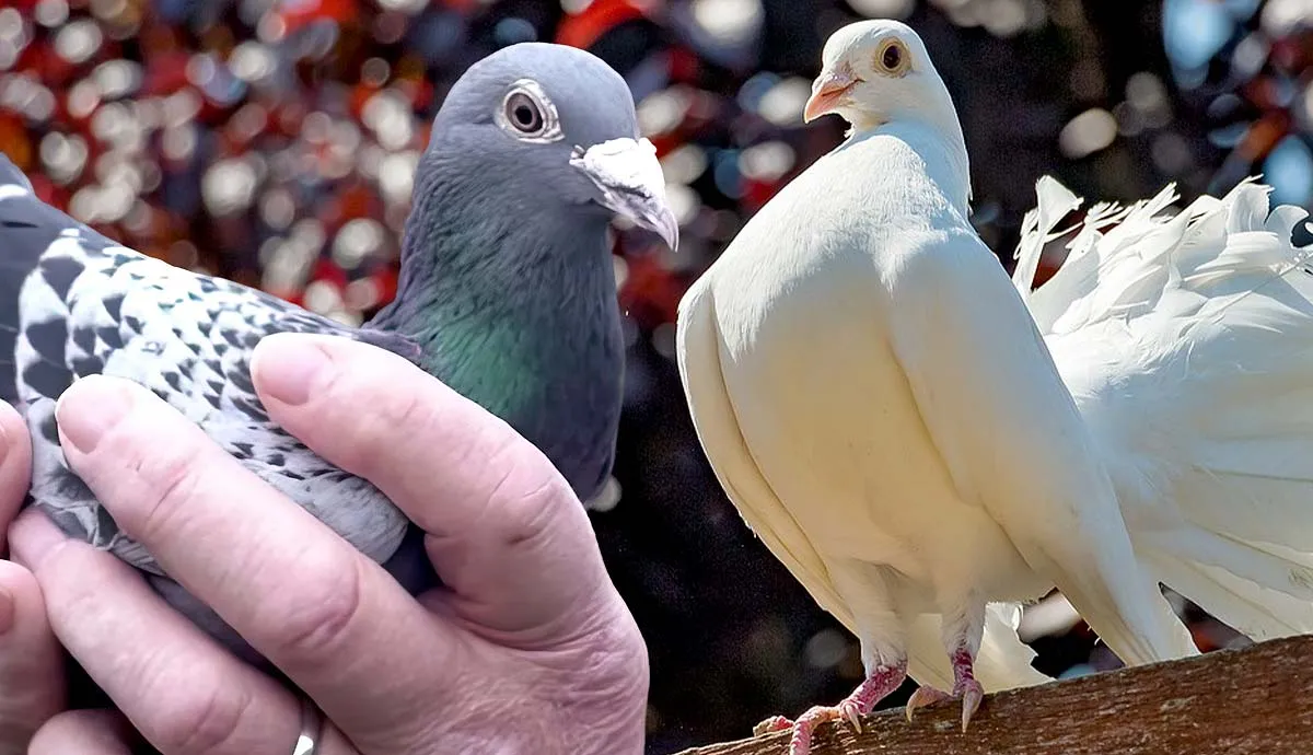 do pigeons make good pets