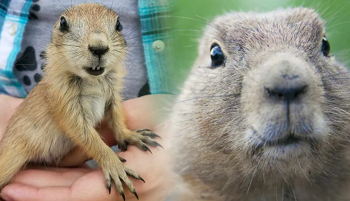 do prairie dogs make good pets