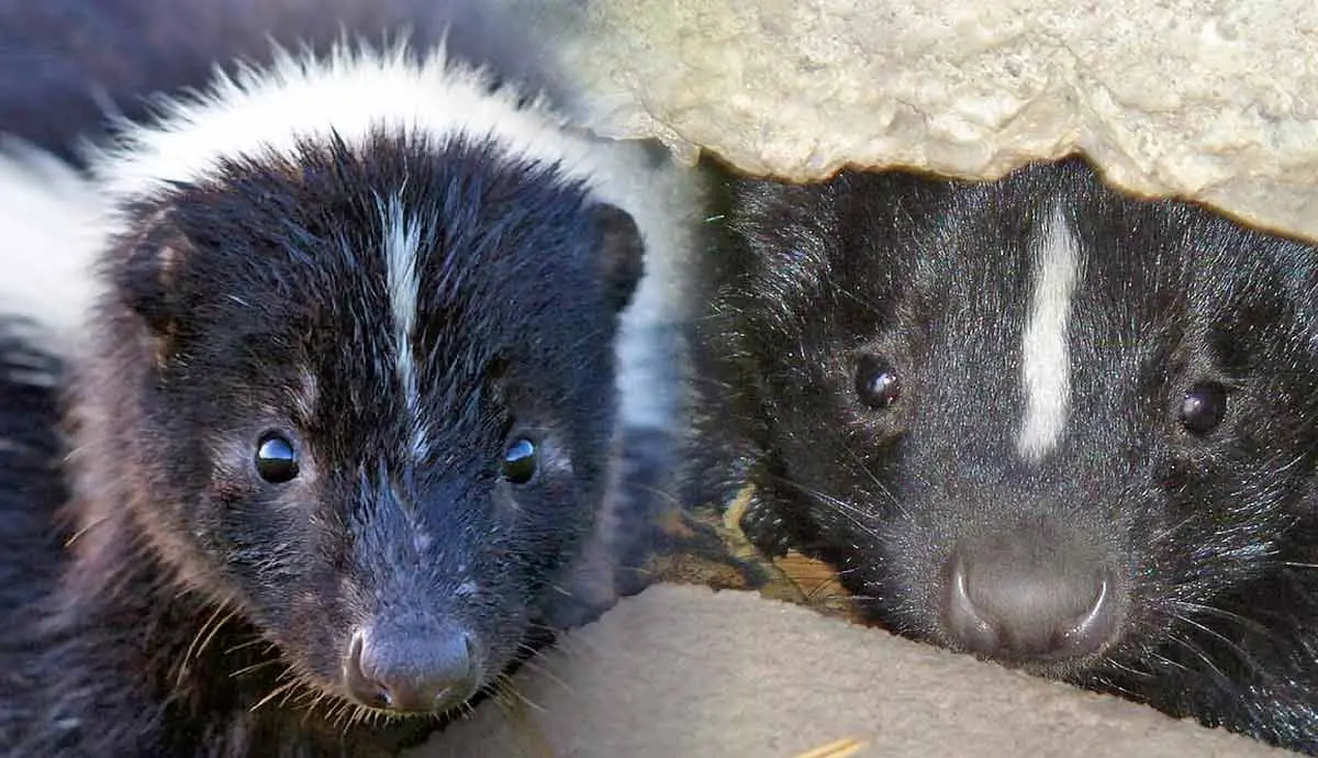 do skunks hibernate in winter