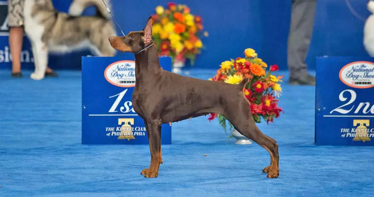 doberman national dog show