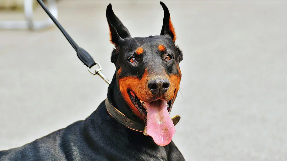 doberman panting leash