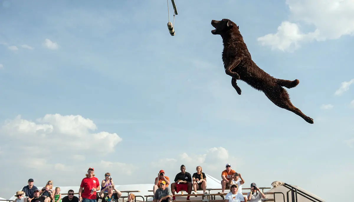 dock diving retriever