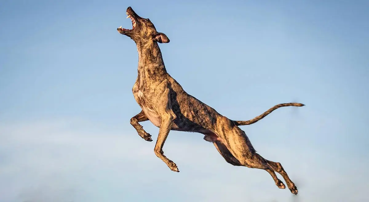 dock diving whippet