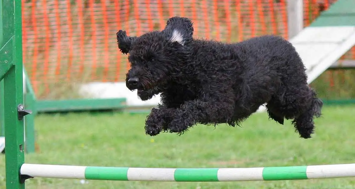 dog agility course