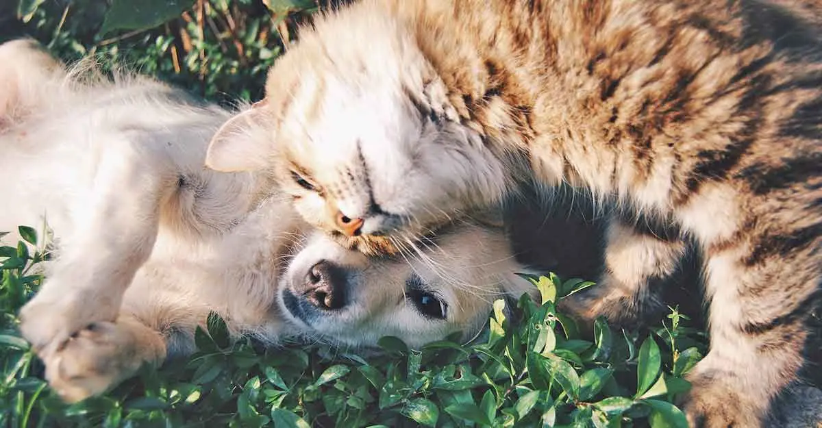 dog and cat snuggling together