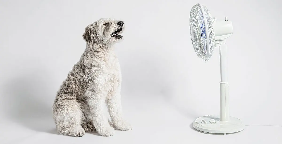 dog and fan