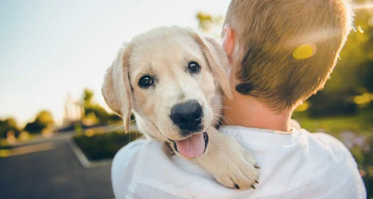 dog and owner