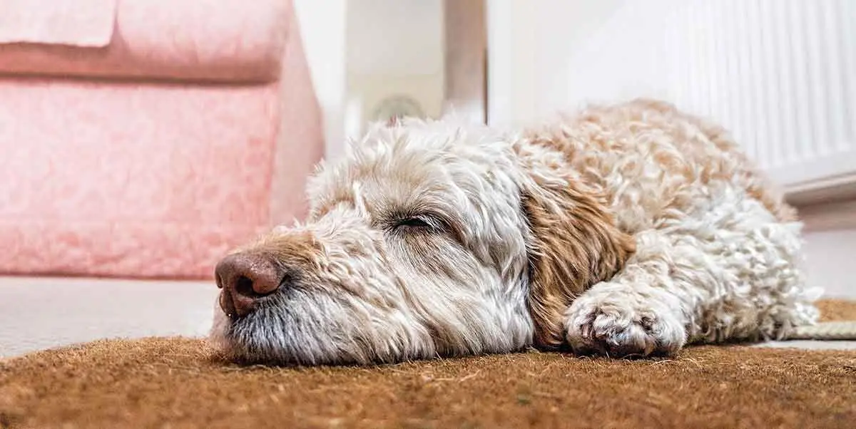 dog asleep floor