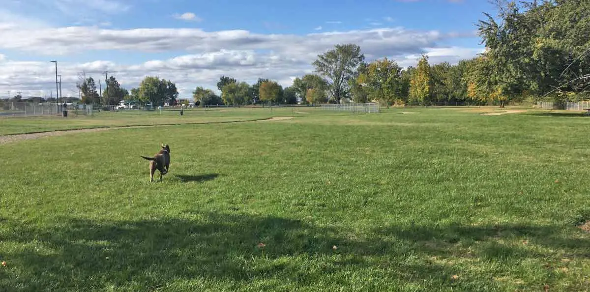 dog at centennial dog park